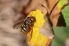 Chrysotoxum sp.